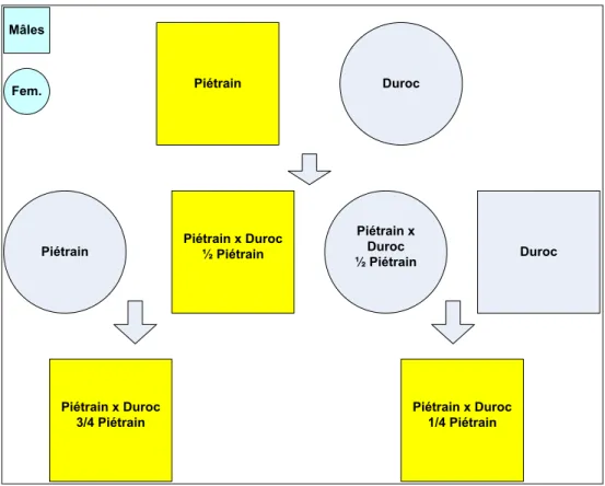 Figure  5:    Production  d’une  génétique  variable  dans  le  secteur  porcin en RDC 