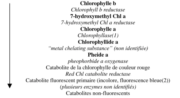 Fig.  5.  Principale  voie  de  dégradation  de  la  chlorophylle  dans  les  végétaux  supérieurs  (d'après  Barry, 2009) italique : enzymes