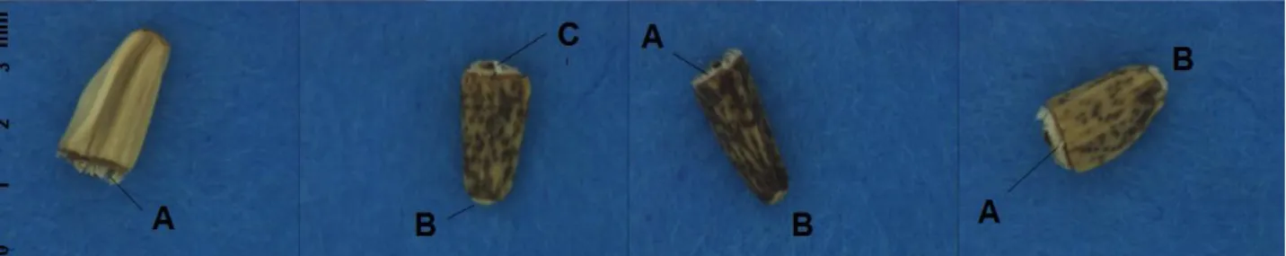 Fig. 2. Akènes de chicorée. A. Pappus. B. Lieu d'émergence de l'apex radiculaire. C. Pappus réduit  à une écaille