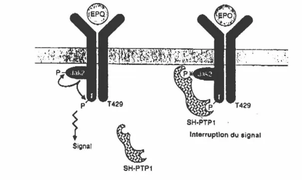 Figure  3.  Récepteur de l'érythropoïétine  (EpoR).  Jak2:  tyrosine  kinase;  SH- SH-PTPl:  phosphotyrosine  protéine  phosphatase  SH;  T429:  tyrosine  429
