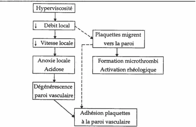 Figure 5.  Viscosité  et  coagulation.  Une  augmentation  de  la  viscosité  peut  conduire  à  la migration des plaquettes vers la paroi vasculaire et entraîner la  formation  de  microthrombi