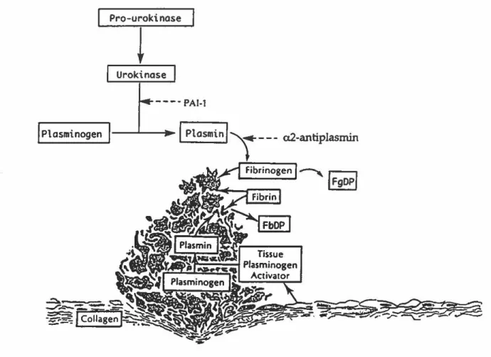 Figure  6.  Fibrinolyse.  Activateurs  (urokinase,  activateur-tissulaire  du  plasminogène)  et  inhibiteurs  (PAI-l,  a2-antiplasmine)  de  la  fibrinolyse