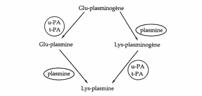Figure  7.  Activation  du  glu-plasminogène.  u-PA:  urokinase;  t-PA: 