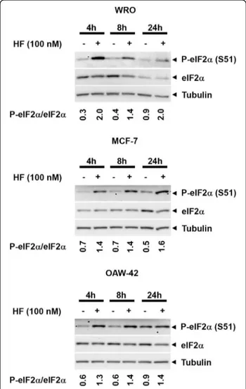 Fig. 1 Halofuginone induces the amino acid starvation response (AAR) pathway. Thyroid cancer WRO cells, breast cancer MCF-7 cells, and ovarian cancer OAW-42 cells were exposed to 100 nM halofuginone (HF) for 4, 8 and 24 h