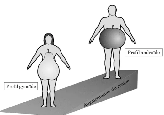 Figure  2.  Le profil d’accumulation  différentielle des graisses en fonction du  sexe chez l’humain est lié à une augmentation du risque cardiométabolique  chez  les  hommes