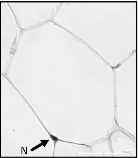 Figure 6. Représentation microscopique d’un adipocyte blanc avec son noyau  (N) en forme de demi-lune