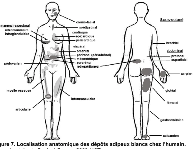 Figure 7. Localisation anatomique des dépôts adipeux blancs chez l’humain.  
