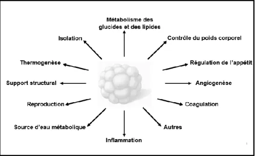 Figure  8.  Principales  fonctions  et  divers  processus  métaboliques  du  tissu  adipeux