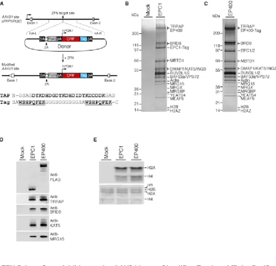 Figure 2.1. ZFN-Driven Gene Addition to the AAVS1 Locus Simplifies Tandem-Affinity Purification  of Multisubunit Protein Complexes 
