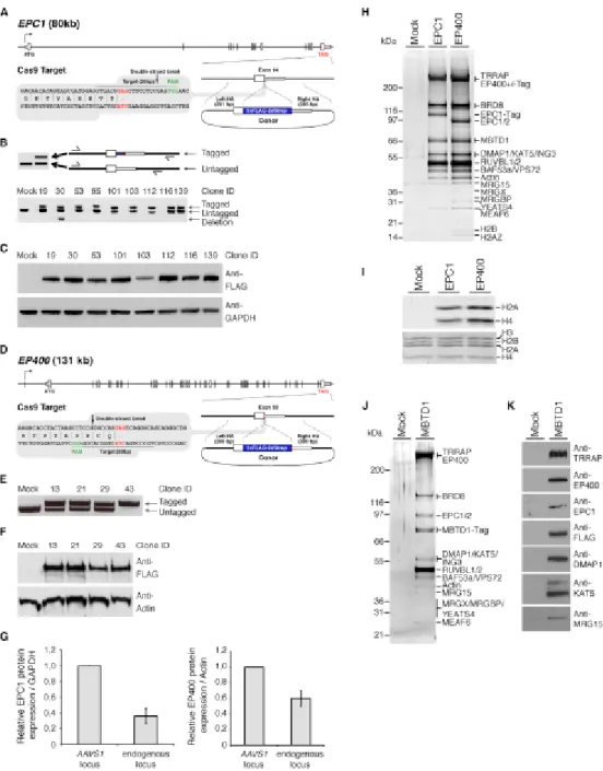 Figure  2.2.  CRISPR/Cas9-Driven  Tagging  of  NuA4  Subunits  Enables  Reciprocal  Tandem-Affinity  Purification of the Endogenous Native Complexes 