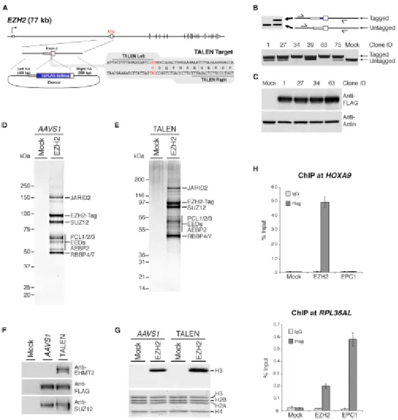 Figure 2.3. Tandem-Affinity Purification of the Native PRC2 Protein Complex 