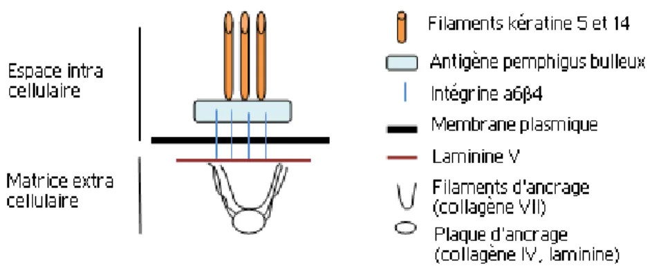 Figure 3: Structure des hémidesmosomes de la membrane basilaire cutanée 