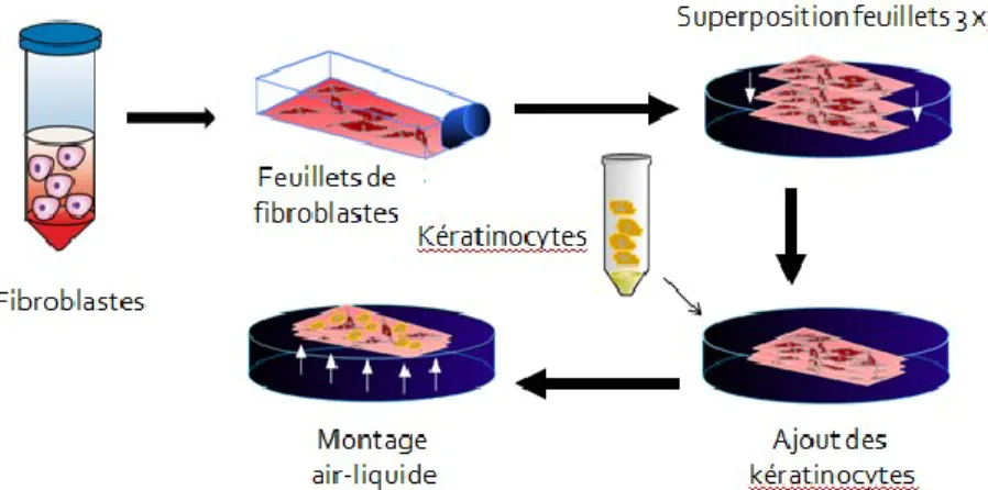 Figure 6: Méthode classique de reconstruction cutanée bilamellaire par auto- auto-assemblage 