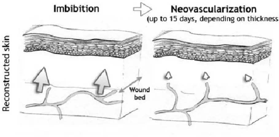 Figure 15: Survie initiale d'une greffe de substitut cutané 