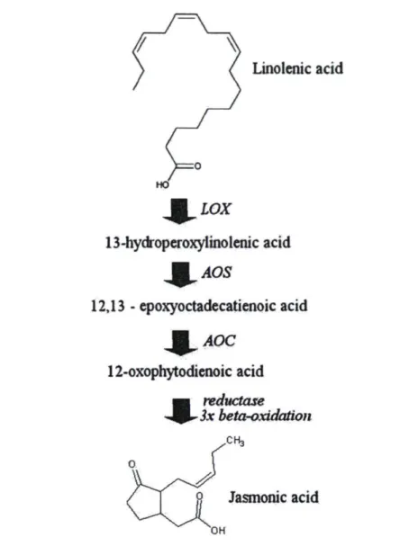 Figure 6: Biosynthesis of jasmonic acid from linolenic acid modified from Creelman and Mullet (1997)
