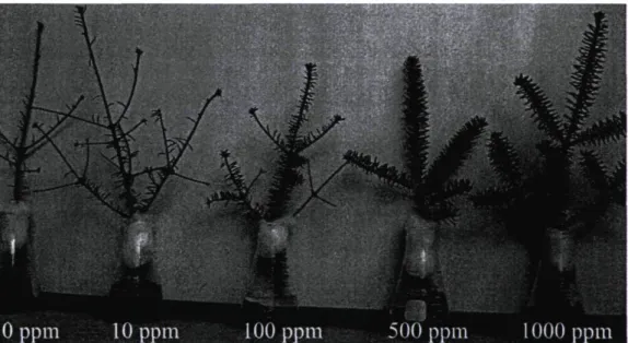 Figure 14: Needle loss at  day 70 of balsam fir branches exposed to ethylene for 24 hours