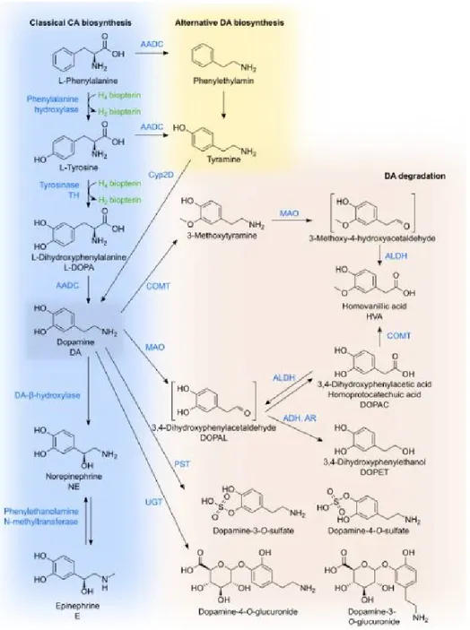 Figure 3 : Biosynthèse et dégradation de la dopamine. La voie principale de biosynthèse de la DA débute par la tyrosine, pouvant  être  hydroxylée  pour  former  le  L-dihydroxyphénylalanine  (L-DOPA)