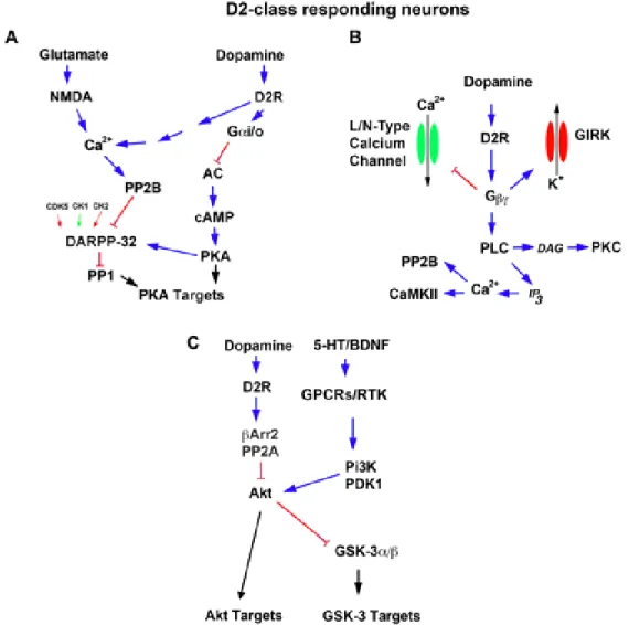 Figure  6 :  Réseaux  signalétiques  régulés  par  les  récepteurs  dopaminergiques  de  classe  D2