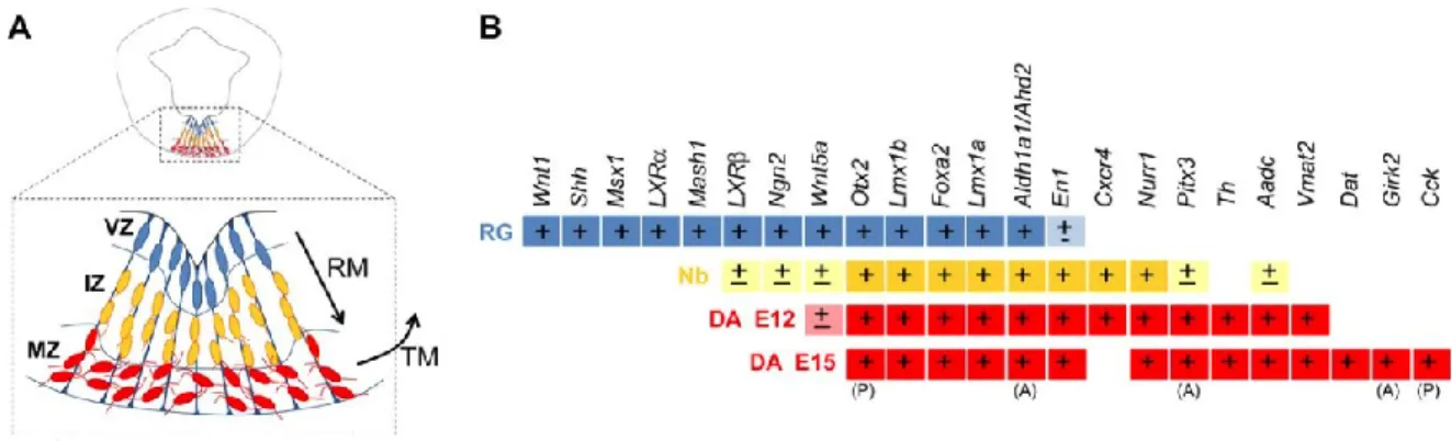 Figure 9 : Expression génétique dans la lignée des neurones dopaminergiques. A) Représentation schématique d’une section  du  mésencéphale  ventral  à  E11.5