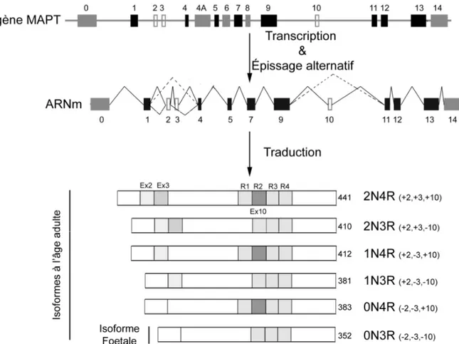 Figure 1.2  Représentation du gène, de l’épissage alternatif de l’ARNm ainsi que des  isoformes de tau retrouvées dans le SNC humain 