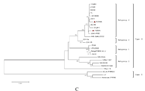 Figure 6. Phylogenetic tree of 24 PRRSV isolates based on analysis of nucleotide sequences  of the complete genomic sequences (A), Nsp2 (B), and ORF5 (C) of PRRSV strains by  applying the distance-based neighbor-joining method using the MEGA software (ver