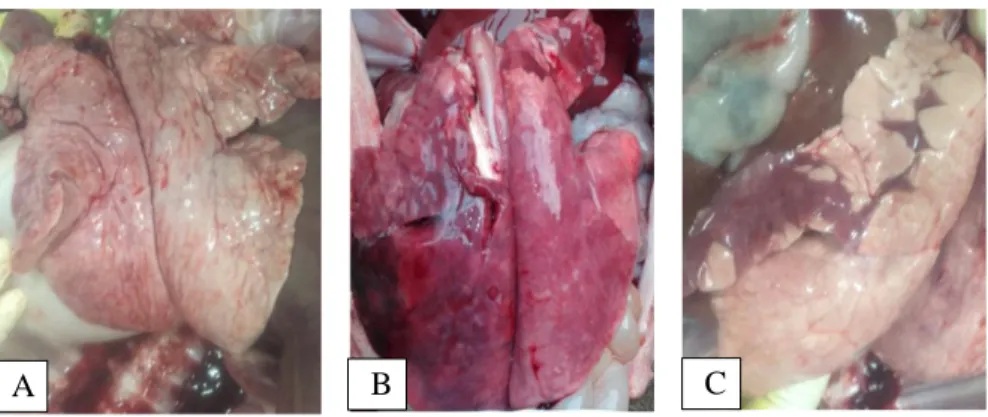 Figure 9. Macroscopic observation of the lungs of the control (A) and HP-PRRSV infected  (B and C) pigs
