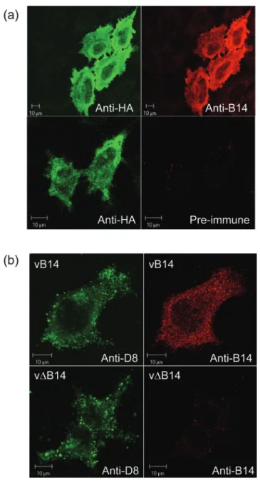 Fig. 4. Plaque formation by vDB14. Monolayers of CV-1, RK 13