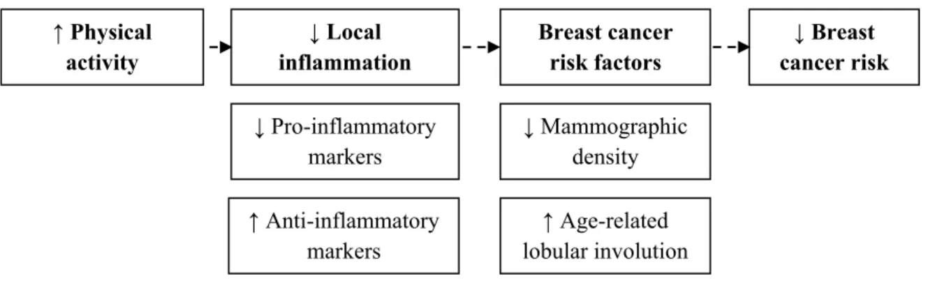 Figure 1. Hypothesised protective role of physical activity against breast cancer.  