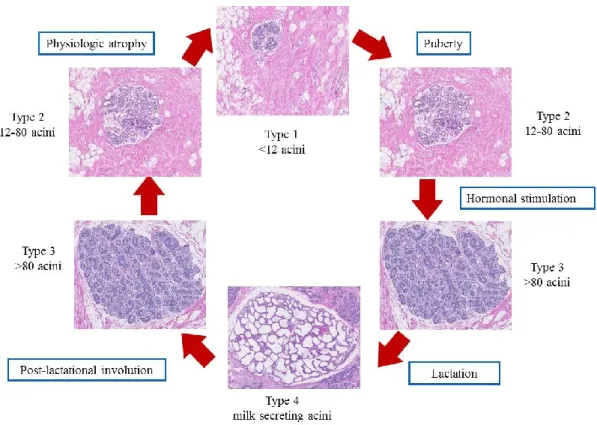 Figure 5. Different stages of development of mammary gland. 