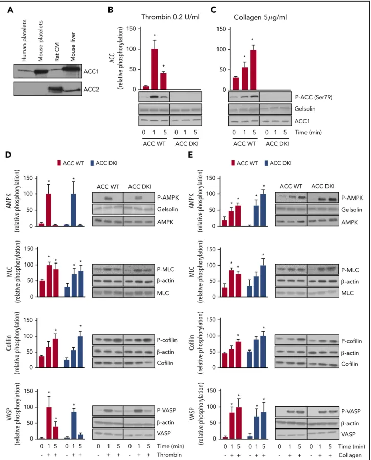 Figure 1. Lack of AMPK-ACC phosphorylation does not affect AMPK signaling or phosphorylation of cytoskeletal proteins