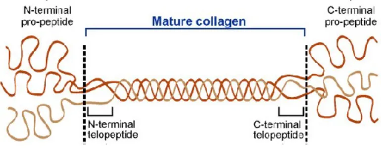 Figure 4 : Conformation du procollagène.  