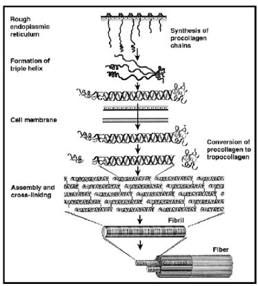 Figure 5 : Assemblage du collagène. 