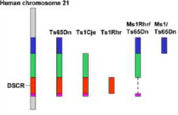 Figure 2: Comparison of human chromosome 21 with mouse models Figure 2 shows the different genetic mouse stand for different regions of human chromosome 21