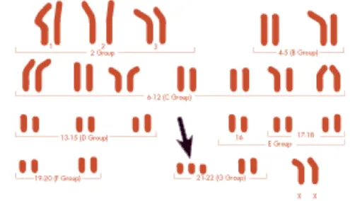 Figure 1: The genotype variation of Down Syndrome