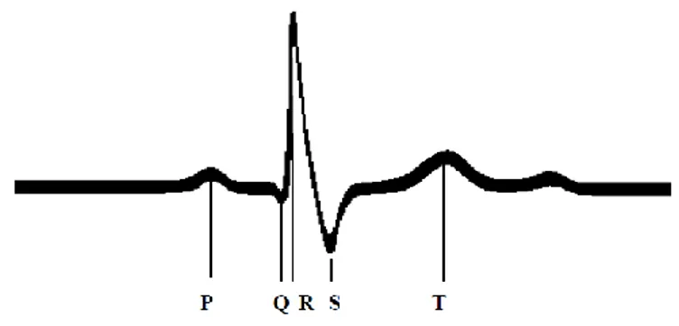 Figure  7  Electrocardiogramme  d'un  cycle  cardiaque.  Onde  P  :  Contraction  des  oreillettes