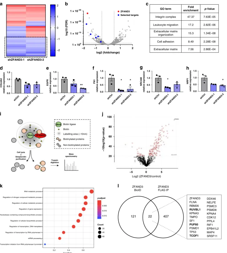 Fig. 6 ZFAND3 regulates gene expression and is part of a nucleus-speci ﬁ c protein interactome involved in RNA metabolism, processing, and transcription