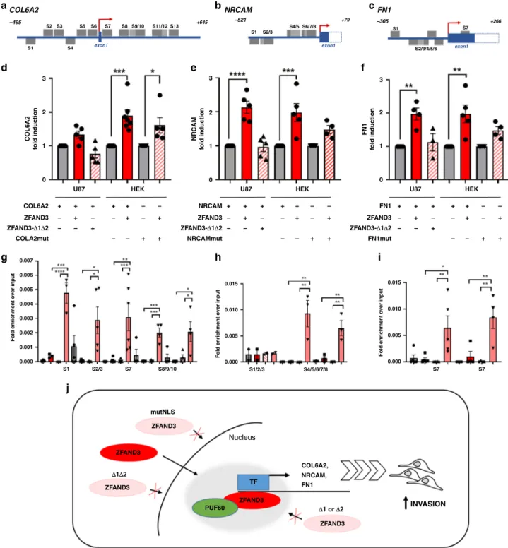 Fig. 7 ZFAND3 binds to and induces promoter activity on COL6A2, NRCAM and FN1 genes. Transcription factor consensus site analysis (via Genomatix) identi ﬁ ed several putative ZF binding sites (GC-rich regions, hereafter named S1-S13) in the promoter region