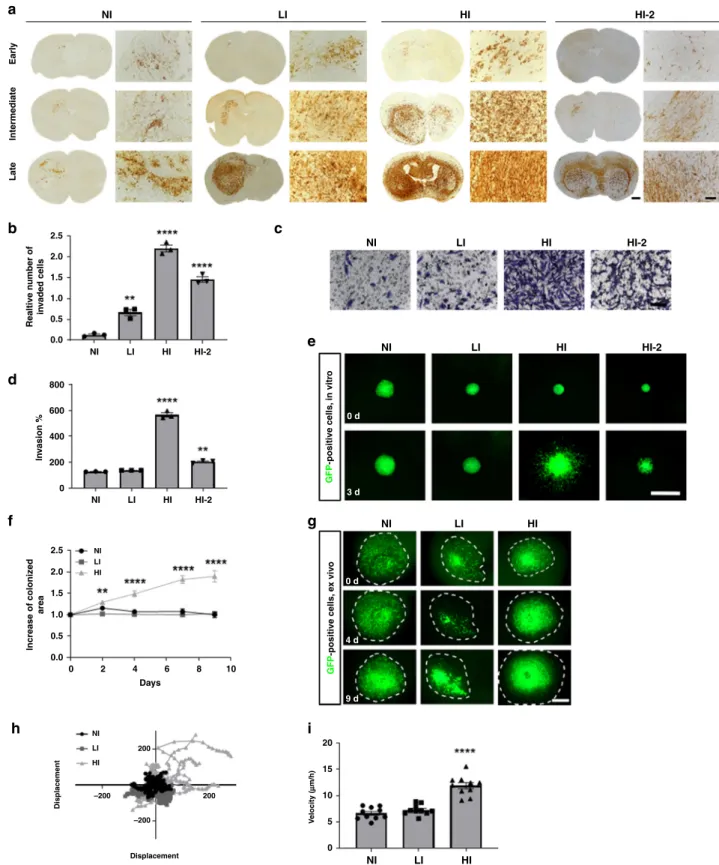 Fig. 1 Patient-derived GBM stem-like cells (GSCs) display different invasion phenotypes in vivo, which are recapitulated in in vitro and ex vivo assays.