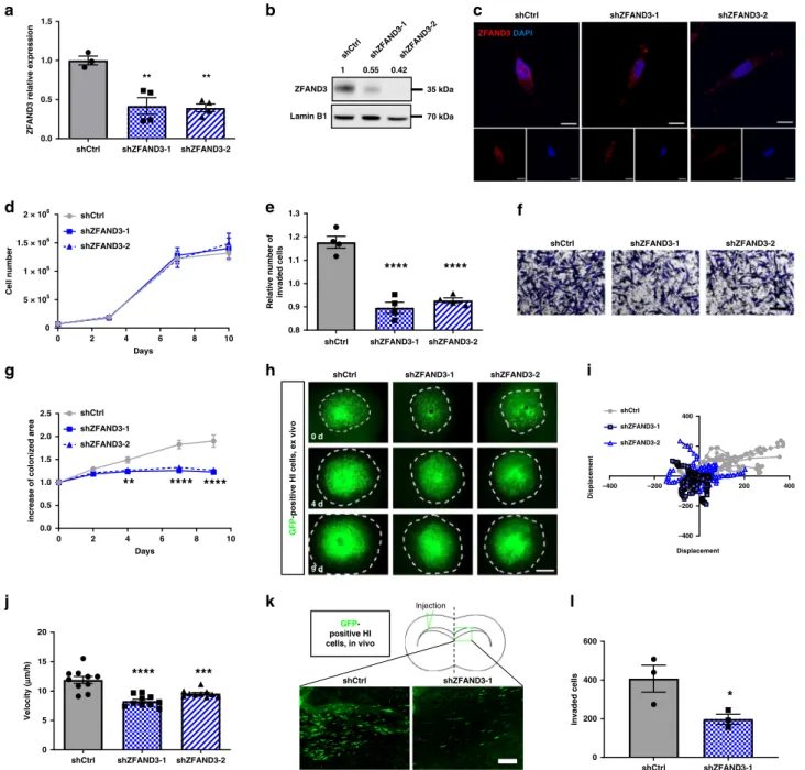 Fig. 3 Knockdown of ZFAND3 decreases invasion capacity of highly-invasive GBM cells. a qPCR con ﬁ rming knockdown (KD) of ZFAND3 in highly invasive GCSs (HI) using two ZFAND3 shRNAs ( n ≥ 3 biologically independent samples)