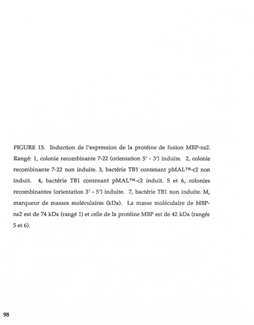 FIGURE  15.  Induction  de l'expression  de  la protéine  de  fusion  MBP-ns2. 