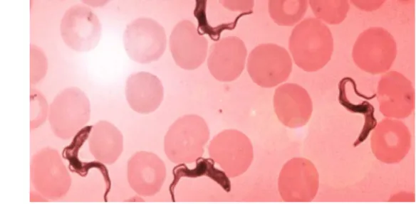 Figure 1: Mouche tsé-tsé (Hervy [29])      Figure 2: Trypanosoma brucei dans le sang (Disease Pictures [17])  La maladie se transmet essentiellement par la piqûre d’une mouche tsé-tsé infectée, mais il existe  aussi le risque de contamination in utero mère