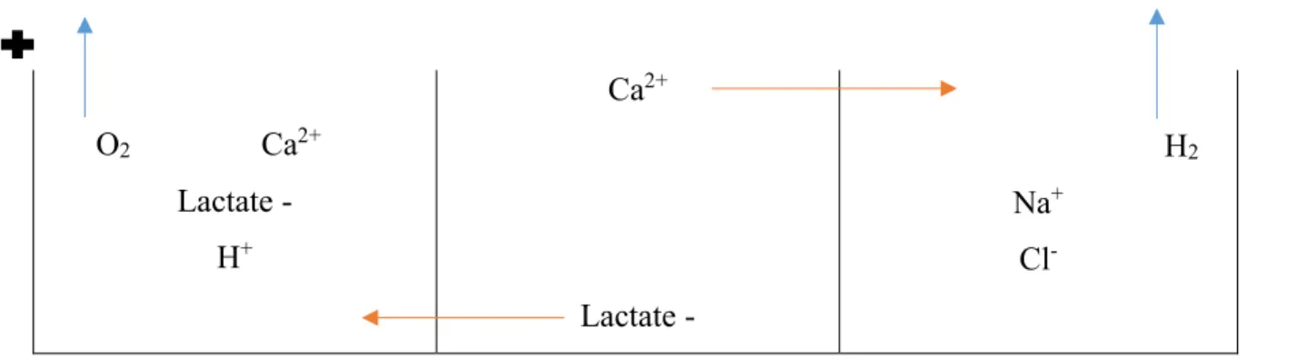Figure 6 : Migrations des espèces chimiques dans le réacteur d’électro-activation 