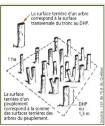 FIG. 1 : graphique illustrant  la surface terrière d’une placette-échantillon  1.2.3 Inventaire forestier 