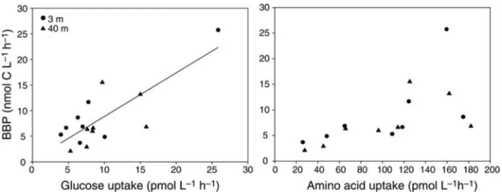 Fig. 7. Uptake rates of free glucose and free amino acids ( pmol L 21 h 21 ) related to bacterial biomass production (BBP, nmol C L 21 h 21 ) in 3- and 40-m depth along the transect