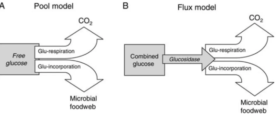 Fig. 2. Conceptual models of bacterial polysaccharide turnover. The pool model (A) represents the conventional pathway for calculations of polysaccharide turnover that include concentrations of glucose monosaccharides