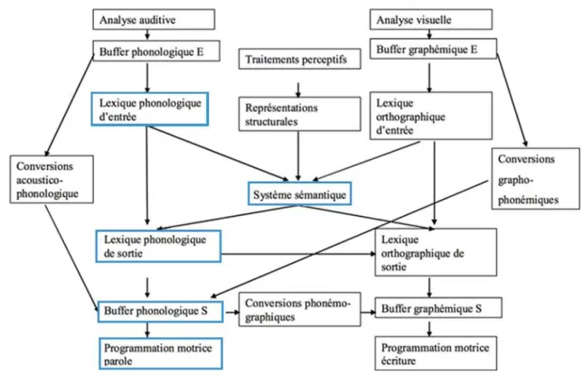 Figure 2: Modèle du traitement lexical de Caramazza et Hillis (1990) 