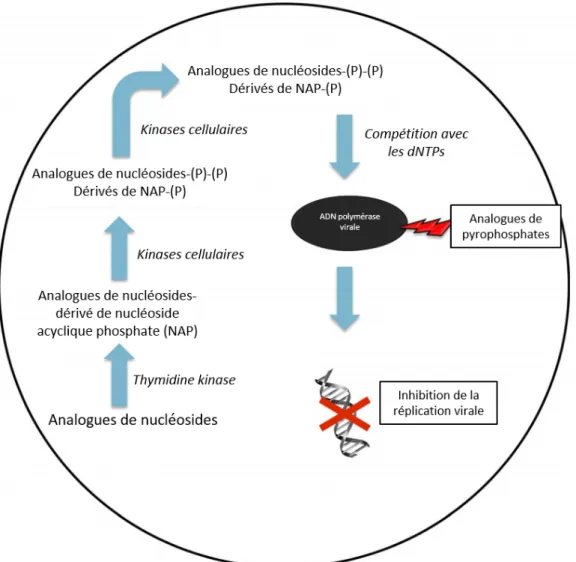 Figure 8. Mécanismes d’actions des principales classes d’antiviraux. 