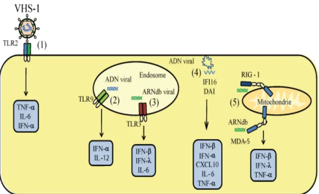 Figure  9.  Représentation  schématique  des  principaux  PRRs  impliqués  dans  la  reconnaissance du VHS  