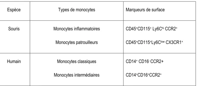 Tableau 3. Différents types de monocytes chez la souris et chez l’humain   Adapté de [450]
