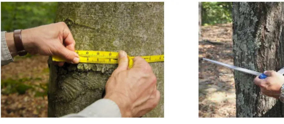 Figure I.4. – Example of stem taper derived from Equation I.1 considering a 18 m tall tree with a 20 cm DBH and different values of γ 